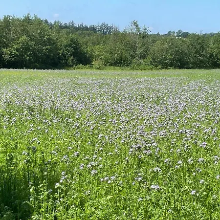 Korsholt-natur 135 G Sindal